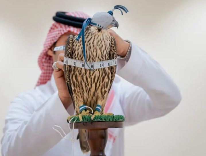 "الطواريح" ..  راصدو الصقور المهاجرة شمال السعودية