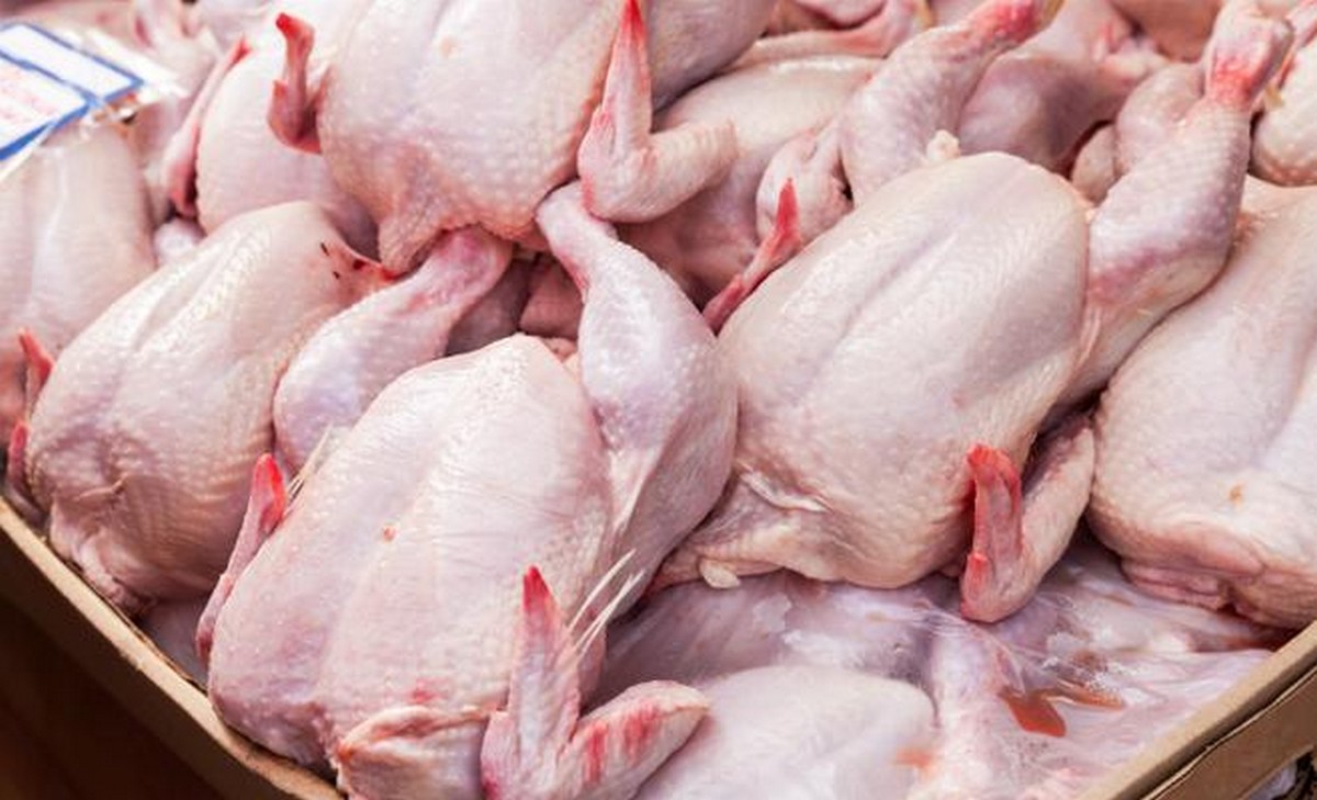  تحديد سقوف سعرية للدجاج الطازج