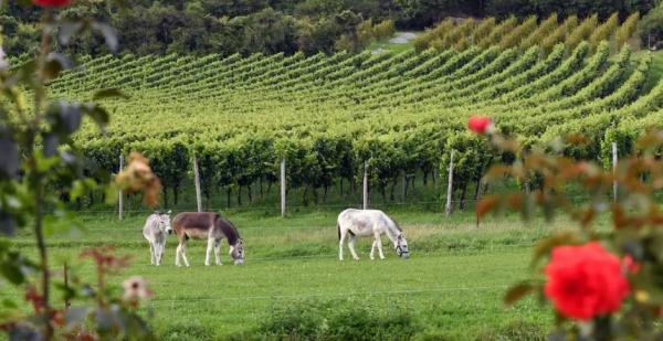 "جدل في ألمانيا بعد وصول حمير من غزة إلى ملاجئ آمنة… وانتقادات: الحيوانات تُنقل والجرحى يُتركون"
