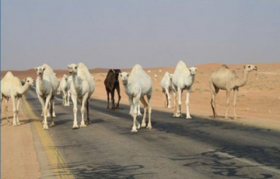 صورة:سعودي يُعيد الدية للمتسبب في وفاة ابنه ويعفو عنه لوجه الله