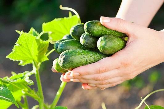 تخفيض صادرات الخيار بعد ارتفاع أسعاره