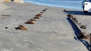 مدفونا تحت الرمال ..  "هيكل غامض" يثير حيرة سكان فلوريدا