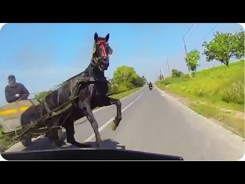 شاهد ..  حصان يهاجم سائقة دراجة نارية