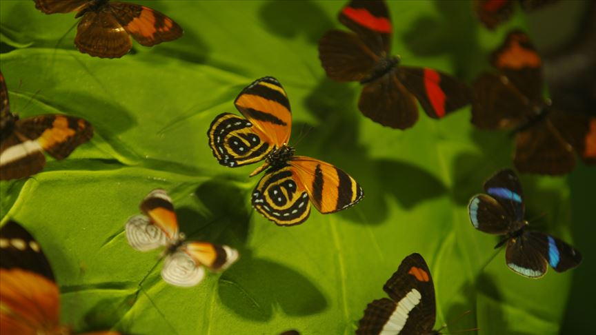 تركيا ..  حديقة الفراشات الاستوائية تستقبل 1.5 مليون سائح منذ افتتاحها عام 2015 ..  صور