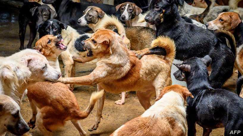 ملف الكلاب الضالة في الأردن ..  أزمة بلا حلول جذرية حتى الآن 