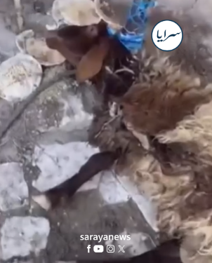 بالفيديو ..  خروف "يشنق نفسه" بأول أيام عيد الأضحى في الأردن