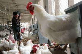 الصناعة والتجارة تنفي نقص الدجاج في الأسواق
