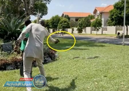 بالفيديو ..  صراع غريب بين أفعى ضخمة وأشخاص في غانا 