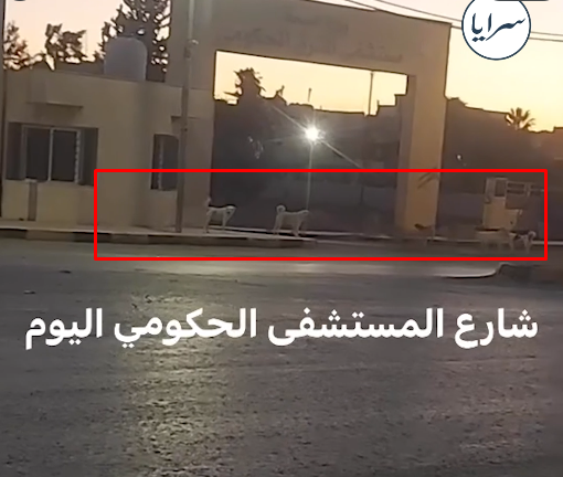بالفيديو ..  كلاب ضالة تجوب محيط مستشفى المفرق الحكومي وتثير قلق الأهالي