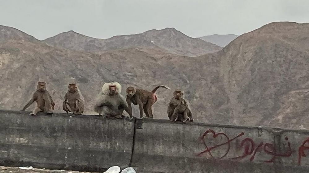  صحيفة سعودية تكشف أسباب "غزو" القرود لمنطقة بالمملكة