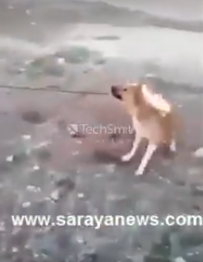 بالفيديو  ..  مواطن يشعل النار بكلب صغير ..  والامن لـ"سرايا ": نبحث عنه