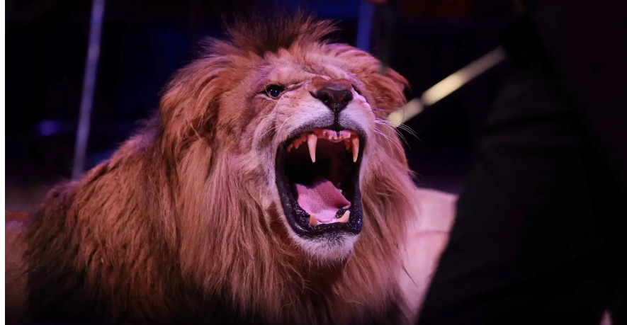 مأساة "سيرك العجوزة" ..  كيف تحوّلت صورة تذكارية مع أسد إلى كارثة؟