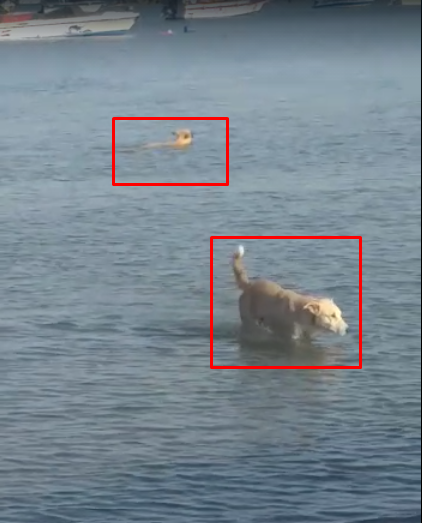 بالفيديو  ..  كلاب ضالة تستمتع بوقتها بالسباحة في مياه شواطئ العقبة 