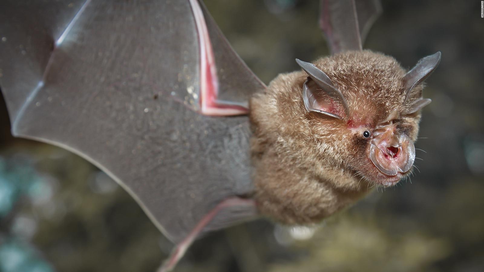 اكتشاف فيروس جديد ينتقل من الخفافيش أخطر من فيروس كورونا