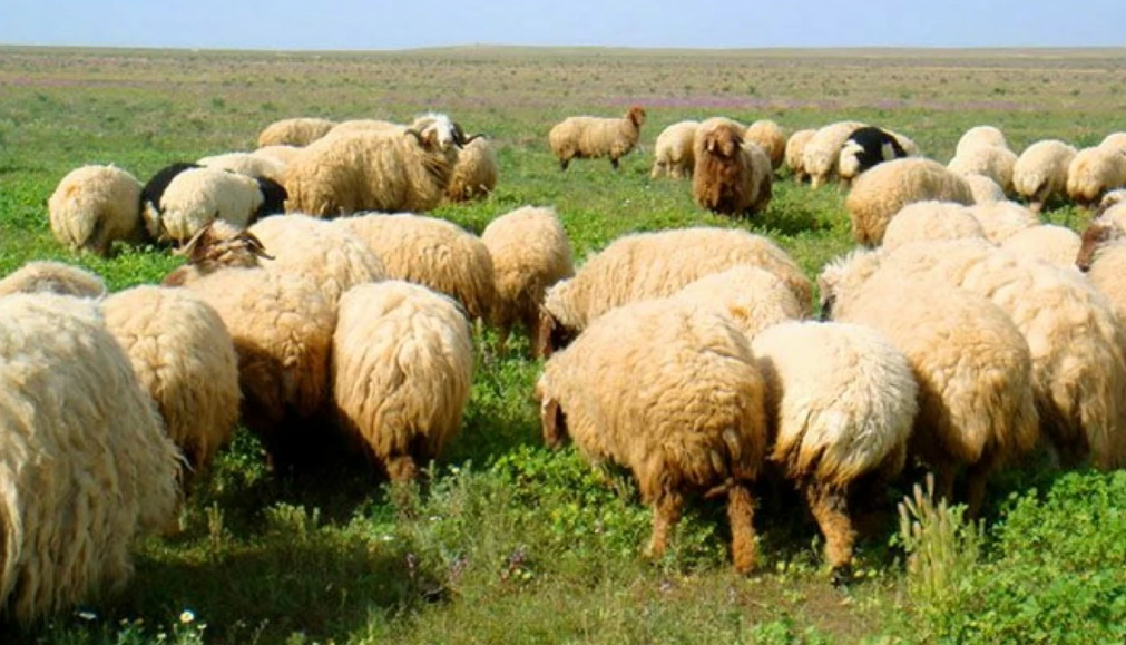 مربو الثروة الحيوانية في بادية الرويشد يطالبون وزير الزراعة بحل أزمة إلغاء وتخفيض الحيازات