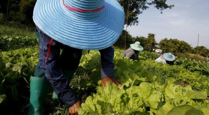 سويسرا: دفن آلاف الملابس الداخلية في أراض زراعية لدراسة جودة التربة