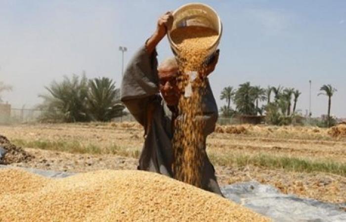 مصر تصدر مناقصة لشراء كمية غير محددة من القمح للشحن في 16-26 أغسطس