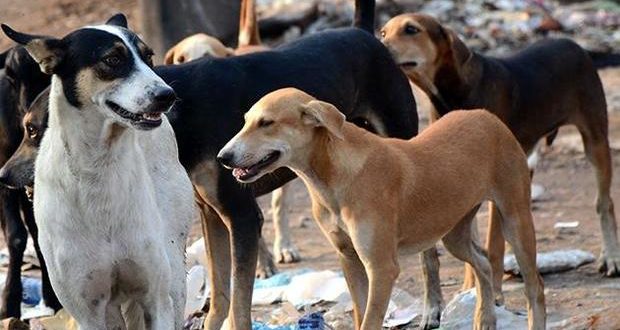  الكلاب الضالة تغزو شوارع الرمثا ..  ومخاوف من تحول الظاهرة إلى "كارثة" ميدانية - فيديو 