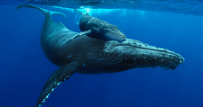 تفسير رؤية الحوت في المنام | تفسير الأحلام | وكالة أنباء سرايا