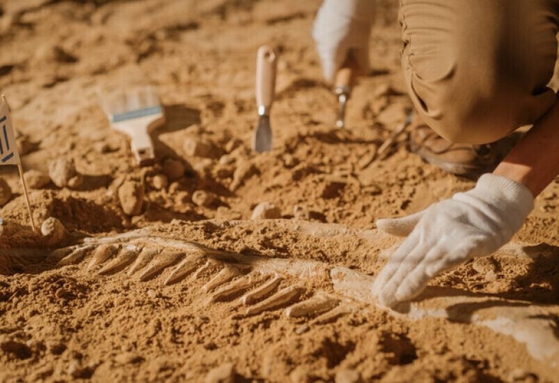 اكتشاف نوع جديد من الديناصورات يملك أكثر من 400 سن