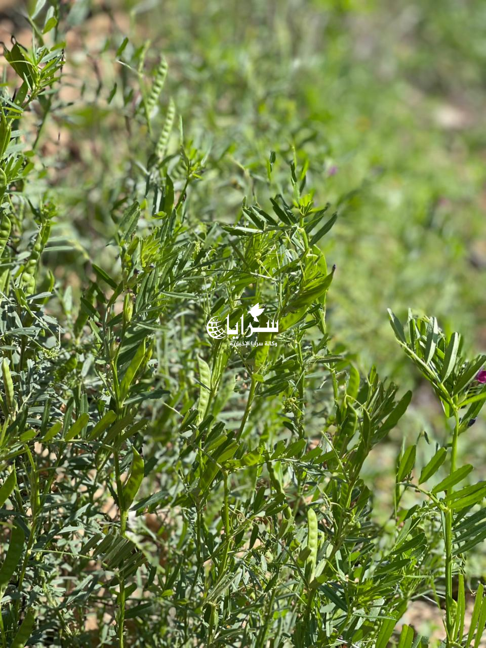 ليست مجرد أعشاب  ..  ماذا تعرفون عن نبتة "السعيسعة"  ..  فيديو