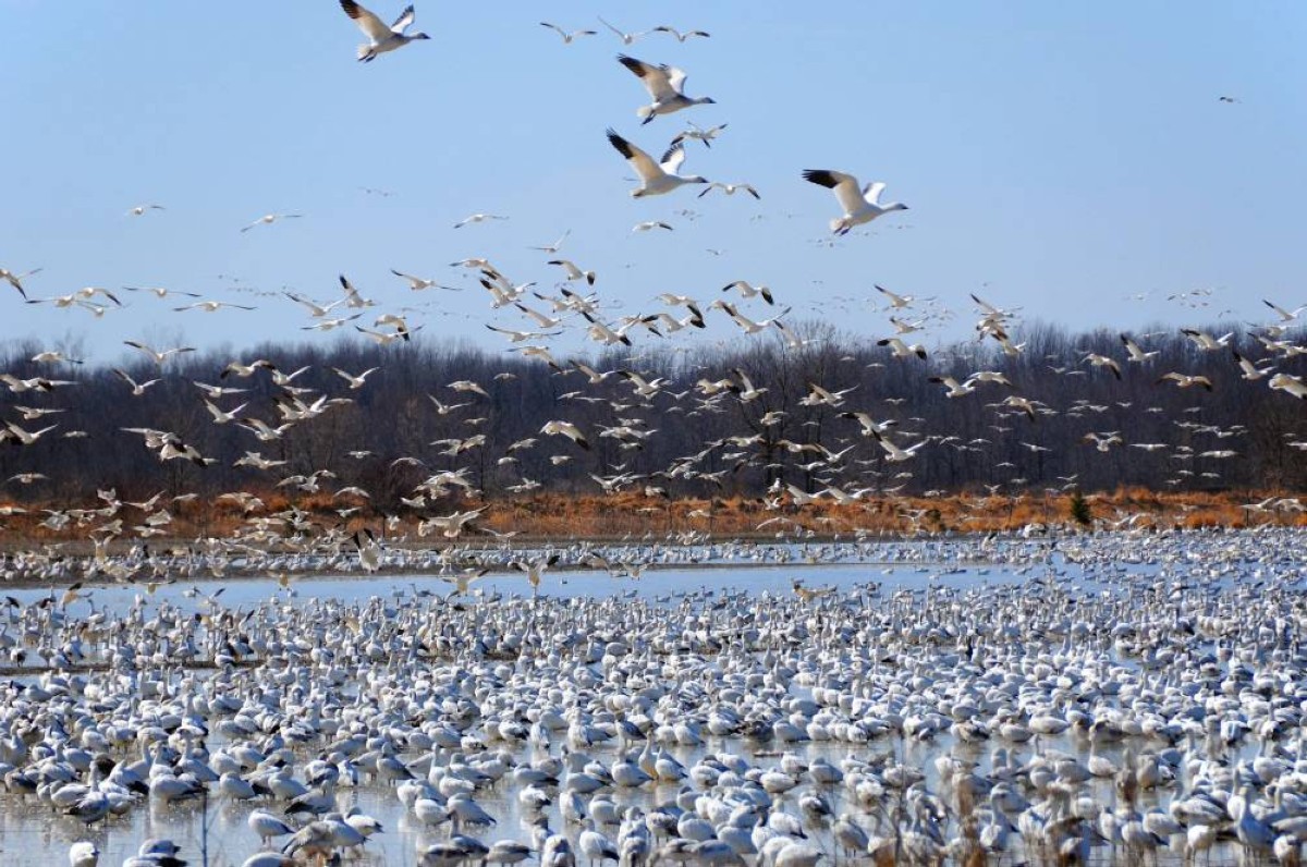 الرحلة العجيبة ..  كيف تهاجر الطيور آلاف الأميال بلا ضياع؟