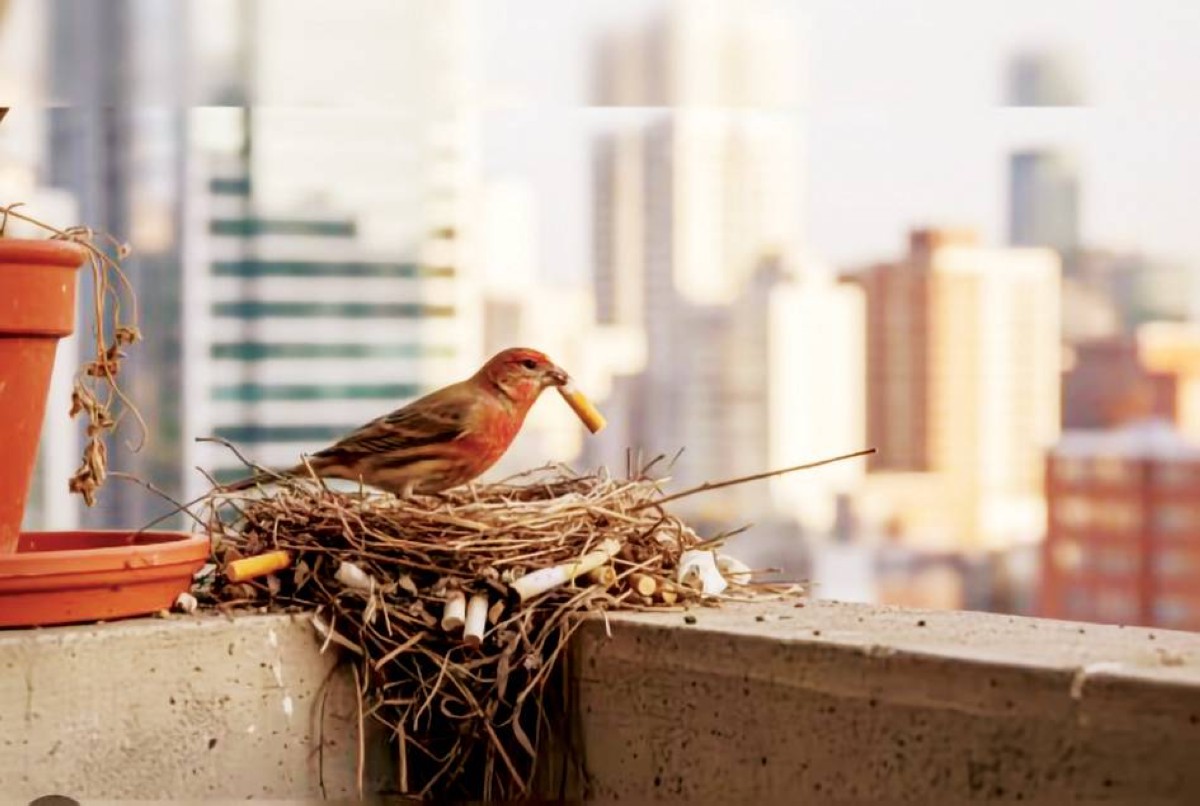 الطيور تحمي أعشاشها من الطفيليات بسموم السجائر