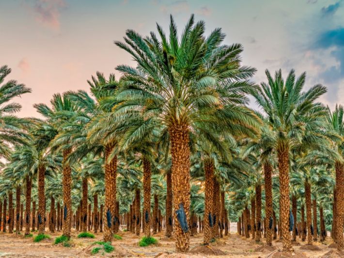تفسير رؤية النخل في المنام