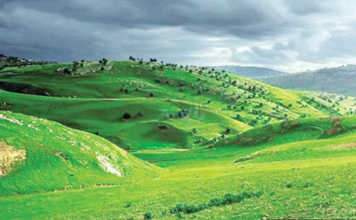 صورة