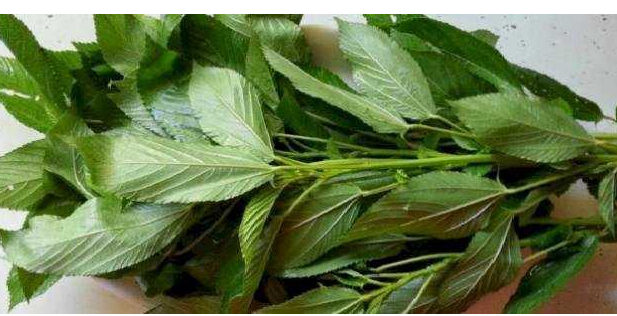 الملوخية  ..  فوائد مذهلة وأهميتها في إنقاص الوزن