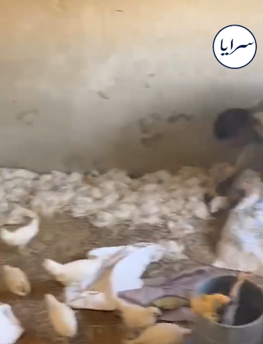 نفوق أكثر من "3500 دجاجة" في مأدبا بسبب الكلاب