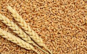 حداد: إنتاج الأردن من القمح يمثّل 6% من احتياجاتنا
