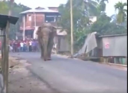 بالفيديو  ..  فيل هائج يدمر منازل قرية في الهند