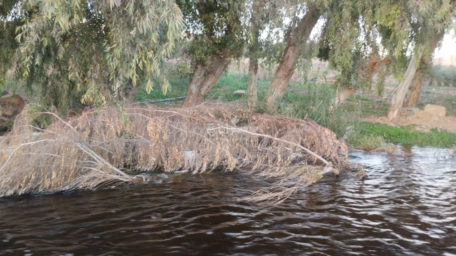 فيديو وصور تكشف إهمالًا صارخًا لأشجار مقطوعة ويابسة في أم الصليح بالزرقاء