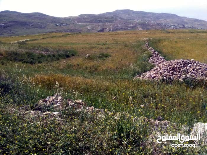 مزارعو ومربو الثروة الحيوانية في الكرك يشكون من تردي الموسم المطري الحالي .. "تفاصيل"