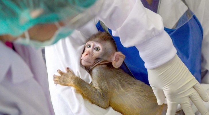 رصد أول إصابة بجدري القرود في إسبانيا