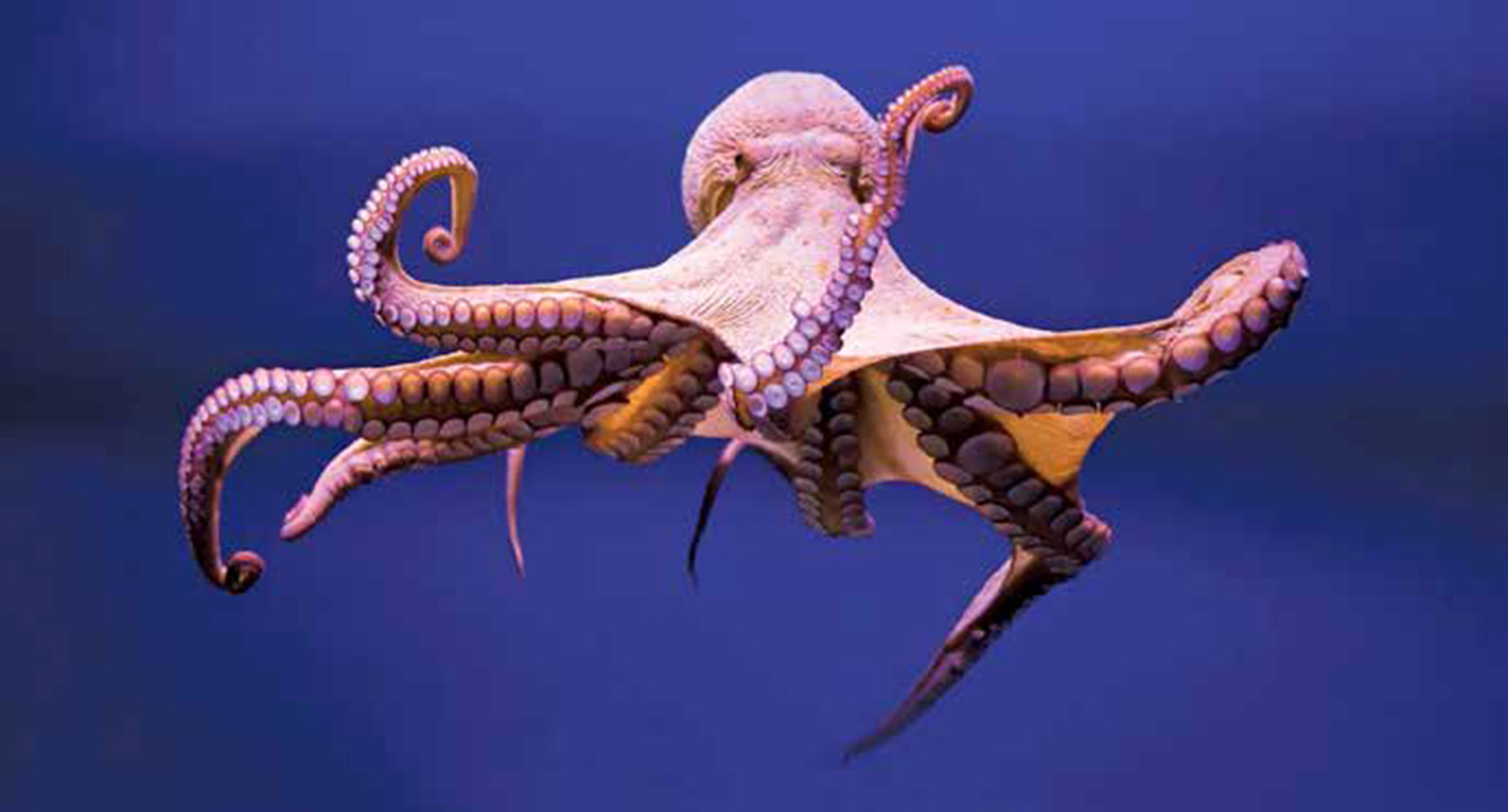 تفسير رؤية الأخطبوط  