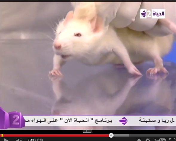 بالفيديو ..  فأر تحت تأثير  مخدرات "الحشيش" على الهواء
