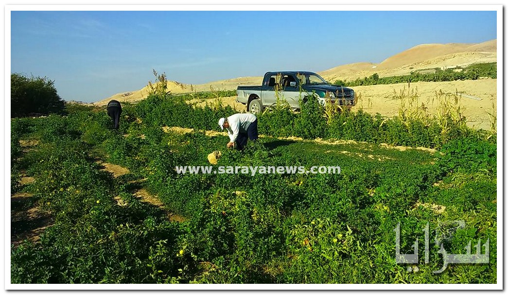 بالصور  ..  مزارع يوزع منتجاته الزراعية على المواشي و عابري السبيل