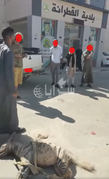 مواطن يقتل ضبعًا اقتحم منزله في القطرانة ويضع جثته أمام البلدية - صورة 