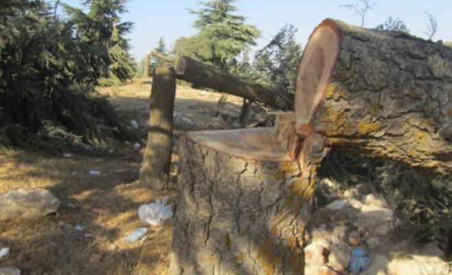 "إرهاب مافيات التحطيب" يعدم مئات الأشجار في عجلون 