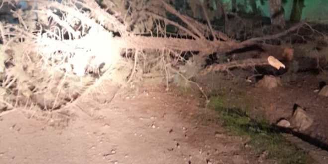 مادبا  ..  فتح الطريق إلى الفيصلية بعد سقوط أشجار